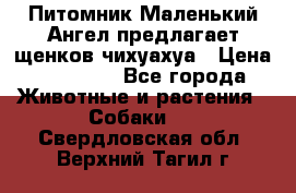 Питомник Маленький Ангел предлагает щенков чихуахуа › Цена ­ 10 000 - Все города Животные и растения » Собаки   . Свердловская обл.,Верхний Тагил г.